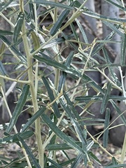 Atamisquea emarginata