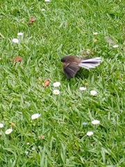 Rhipidura fuliginosa