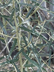 Atamisquea emarginata