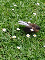 Rhipidura fuliginosa