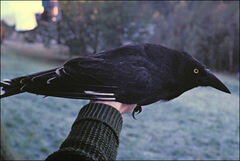 Strepera versicolor arguta