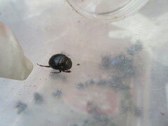 Sylvicanthon bridarollii