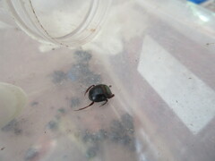 Sylvicanthon bridarollii