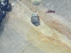 Polyplacophora