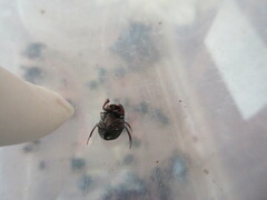 Sylvicanthon bridarollii