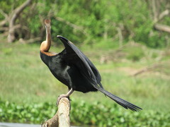 Anhinga rufa