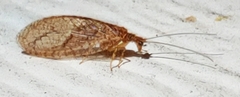 Micromus posticus