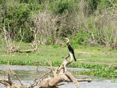Anhinga rufa