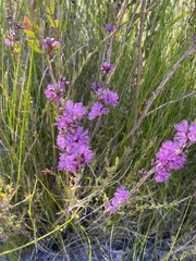 Melaleuca thymifolia