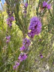 Melaleuca thymifolia