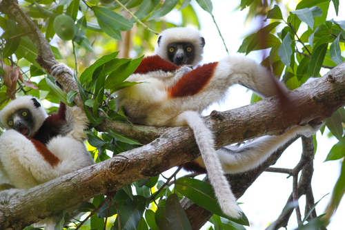 Coquerel's Sifaka