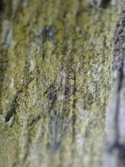 Gyalolechia xanthostigmoidea