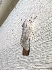Spodoptera eridania