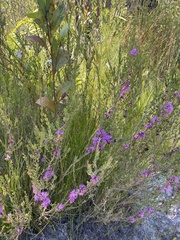 Melaleuca thymifolia