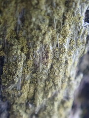 Gyalolechia xanthostigmoidea