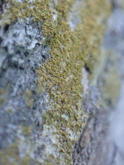 Gyalolechia xanthostigmoidea