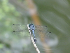 Micrathyria aequalis