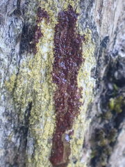 Gyalolechia xanthostigmoidea