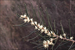Hakea lissosperma