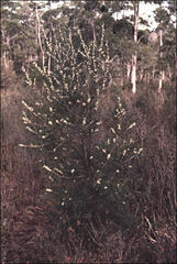 Hakea lissosperma