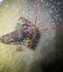 Homarus americanus