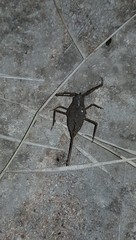 Nepoidea