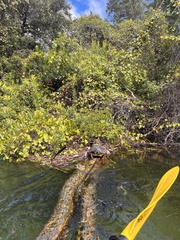 Pseudemys peninsularis