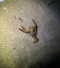 Homarus americanus