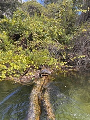 Pseudemys peninsularis