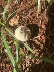 Panaeolus cyanescens