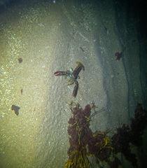 Homarus americanus