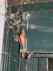 Gyponana gladia