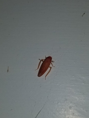 Gyponana gladia