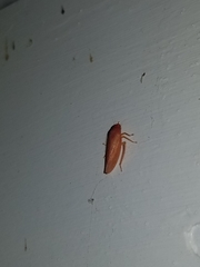 Gyponana gladia