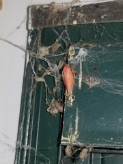 Gyponana gladia