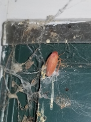 Gyponana gladia