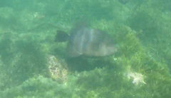 Pseudobalistes naufragium