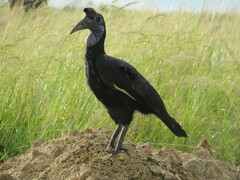 Bucorvus abyssinicus