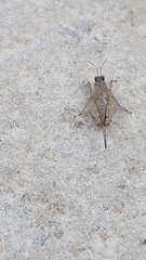 Paratettix mexicanus