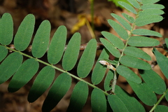 Vicia cassubica