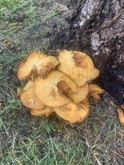 Gymnopilus ventricosus