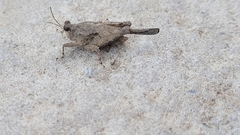 Paratettix mexicanus