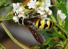 Dielis pilipes