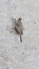 Paratettix mexicanus