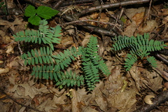 Vicia cassubica