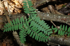 Vicia cassubica