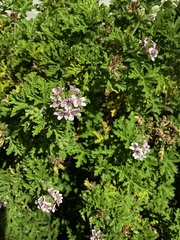 Pelargonium