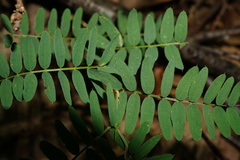 Vicia cassubica