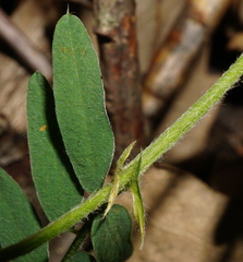 Vicia cassubica