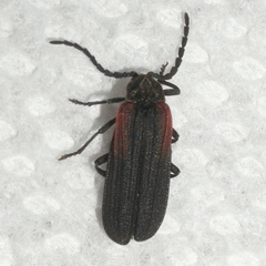 Greenarus thoracicus